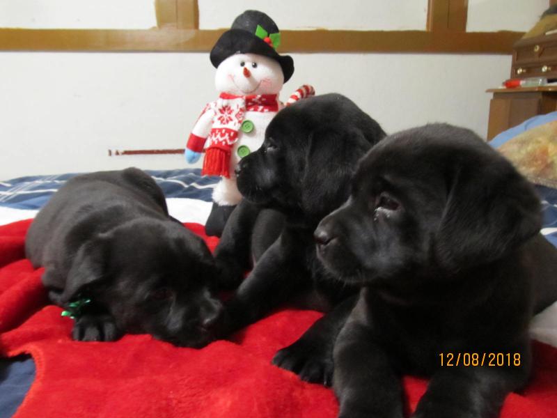 Puppies ready best sale for christmas 2018