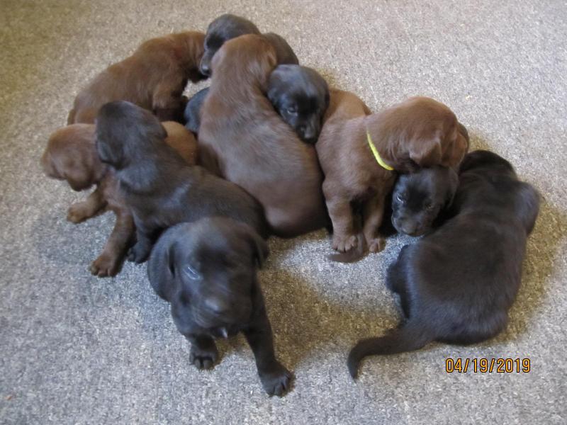 Puppies for Sale WOODS FERRY LABRADOR