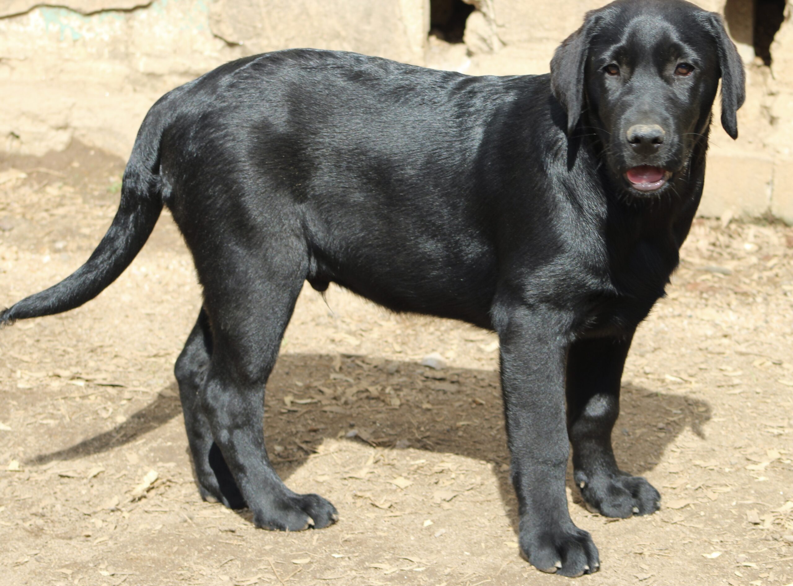 Woods Ferry Labradors - WOODS FERRY LABRADOR